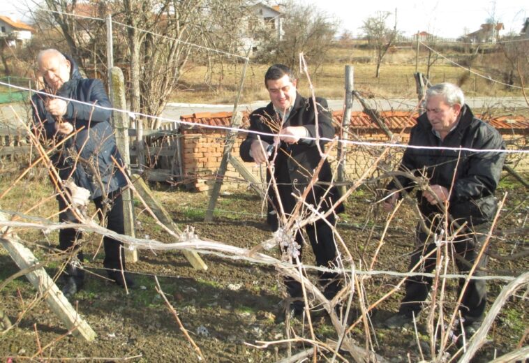 В ОБЩИНА ЧАВДАР  Зарязаха лозите по стар народен обичай