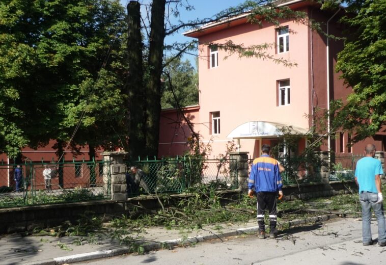 В ПИРДОП   Отстраниха стари опасни дървета и почистиха двора на социалния дом